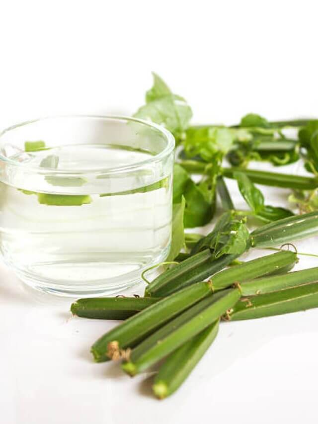 Cissus quadrangularis L. on white background. Herb for Hemorrhoids. Tea herb.