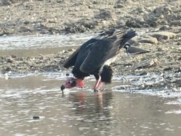 गिद्धों की गणना ने बढ़ाई चिंता, जबलपुर में कम मिले गिद्ध, पिछले साल थे 89, इस बार मिले सिर्फ 70
