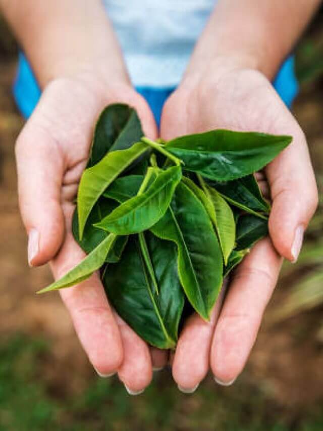 lush tea leaves in the human hands on Sri Lanka