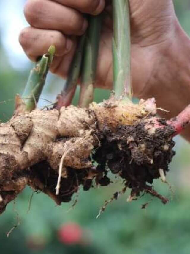 Ginger Benefit : अदरक खाने से मिलते हैं अनेकों लाभ, पाचन रहेगा दुरुस्त, बढ़ेगी शक्ति और शरीर रहेगा जवान