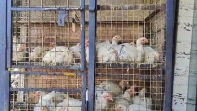 MP में बर्ड फ्लू की दस्तक के बाद जबलपुर जिला प्रशासन अलर्ट, सेंपल लेकर जांच के लिए भेजे