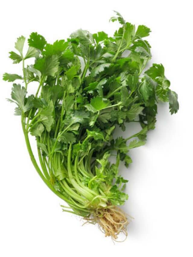 Fresh Herbs: Cilantro Isolated on White Background
