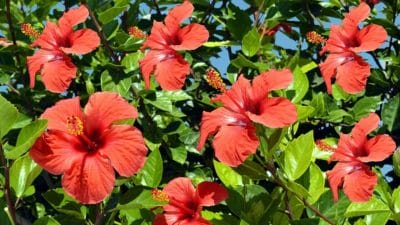 गुड़हल के पौधे में डालें इस 1 फल का छिलका, फूलों की बौछार देख चौंक जाएंगे पड़ोसी