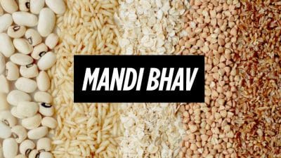 15 अक्टूबर 2025 का ताजा मंडी भाव: सोयाबीन, गेहूं और दालों के भावों में हलचल