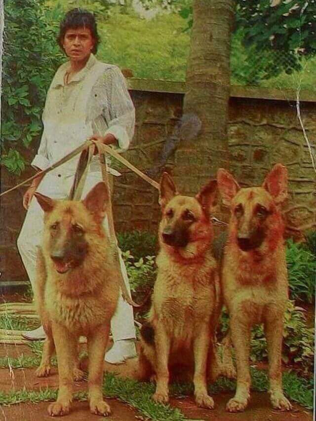 फेमस बॉलीवुड हीरो ने 116 कुत्तों के लिए 45 करोड़ की संपत्ति समर्पित की, उनके लिए शानदार कमरा बनवाया। क्या आप अंदाजा लगा सकते हैं, वह कौन हैं?