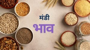 14 जुलाई का Mandi Bhav आज अनाज से लेकर सब्जियों तक क्या रहे दाम? किसानों और व्यापारियों के लिए जरूरी अपडेट