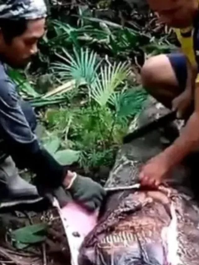 थाईलैंड में एक महिला के शरीर से लिपट गया 16 फीट लंबा अजगर, उसने दो घंटे तक जूझती रही; फिर जानिए आगे क्या हुआ?