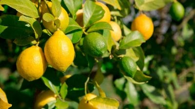 गर्मियों में नींबू के पौधे पर आएंगे भर-भर के फल, माली का ये 1 सीक्रेट तरीका आजमाएं