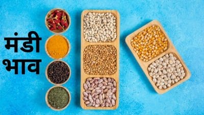 Mandi Bhav: मक्का के दाम में जबरदस्त गिरावट, मूंग में आया उछाल, देखें आज का ताजा भाव