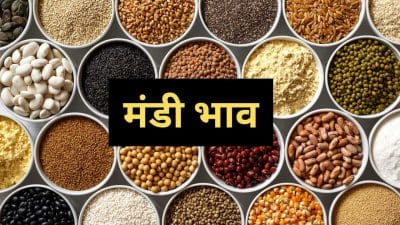 10 अक्टूबर 2025 का ताज़ा मंडी भाव, जानें किस फ़सल के दाम बढ़े और घटे