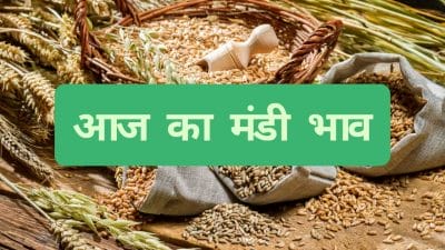 Mandi Bhav: मूंग और देसी चना के दाम में जबरदस्त गिरावट, डॉलर चना तेज, देखें आज का लेटेस्ट रेट