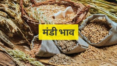 28 अगस्त 2025 का Mandi Bhav: अनाज और सब्ज़ियों के ताजा दाम जानें