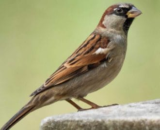 विश्व गौरैया दिवस 20 मार्च : पर्यावरण और मानव जीवन के लिए बेहद जरूरी यह नन्ही सी चिड़िया