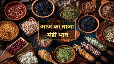 सोयाबीन में ज़बरदस्त तेज़ी, 13 अक्टूबर 2025 को जानिए मंडी का हाल