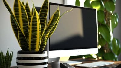 सिर्फ सजावट नहीं, ये 3 पौधे आपके करियर में भी लाएंगे तरक्की और सक्सेस, अभी ऑफिस डेस्क पर रखें