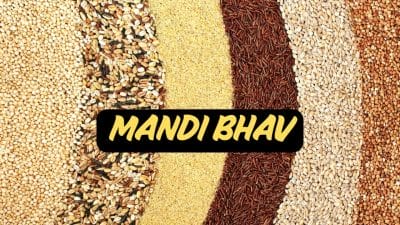 24 अगस्त 2025 Mandi Bhav: गेहूं, सरसों, सोयाबीन और दलहन के ताज़ा रेट, किसानों को मिल सकते हैं अच्छे दाम