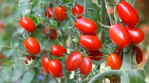 टमाटर का पौधा नहीं बढ़ रहा? दिसंबर में डालें ये 1 चम्मच पाउडर 30 दिन में मिलेगा भरपूर फल