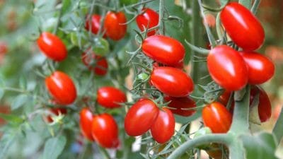 टमाटर का पौधा नहीं बढ़ रहा? दिसंबर में डालें ये 1 चम्मच पाउडर 30 दिन में मिलेगा भरपूर फल