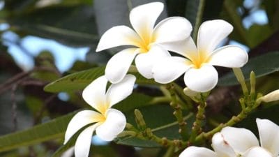 अब हर डाली पर खिलेगा चंपा, जड़ में डालें सिर्फ ये 1 पानी, फूल इतने आएंगे कि गिन नहीं पाएंगे