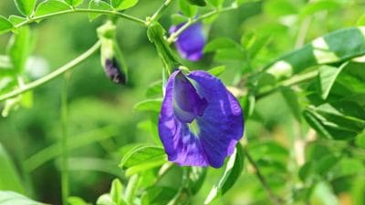 कब और किस दिशा में लगाना चाहिए भगवान शिव के प्रिय फूल अपराजिता का पौधा, जानिए