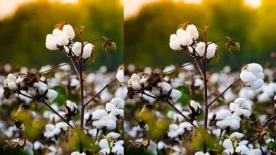 घर के सामने कपास का पेड़! बरकत का रास्ता या बर्बादी का दरवाज़ा? जानिए सच्चाई