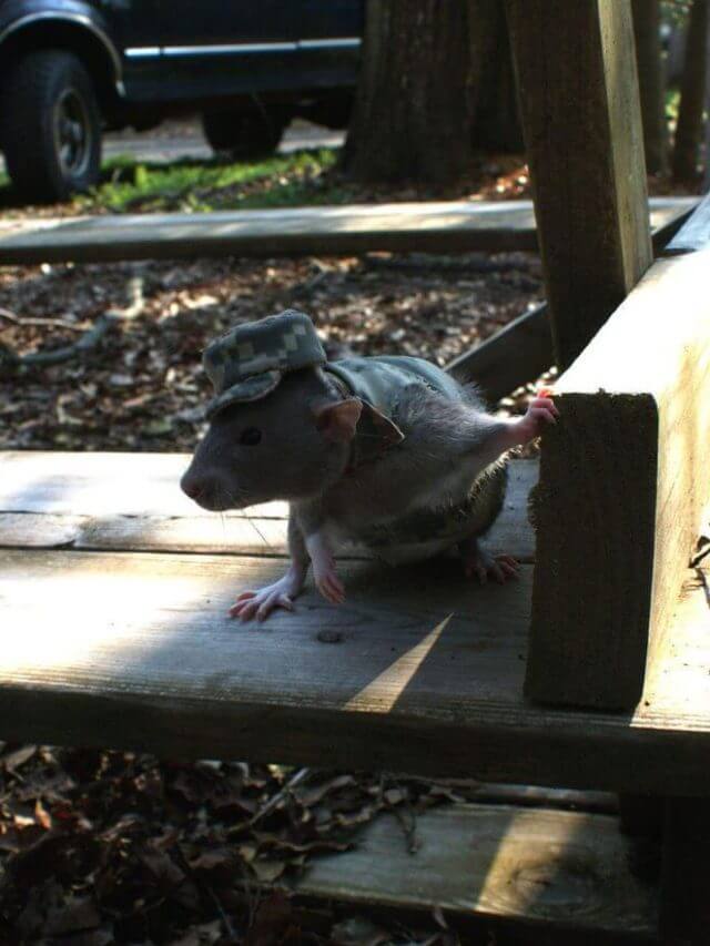 सेनाएं चूहों की भर्ती क्यों कर रही हैं? भारतीय फौज मधुमक्खियों से कौन सा खास काम लेती है?