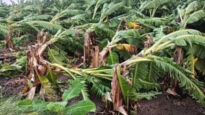 आंधी-बारिश से उजड़ी केले की फसल, सर्वे के निर्देश, सीएम डॉ मोहन यादव बोले- चिंता ना करें सरकार आपके साथ