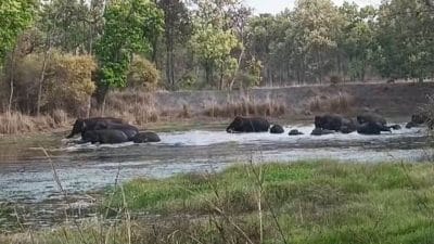 अब डिजिटली होगी जंगली हाथियों की पहचान, मध्य प्रदेश में बन रही “एलीफेंट आईडी”, पढ़ें डिटेल
