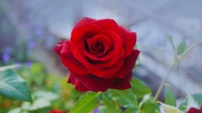 नेशनल रेड रोज़ डे: लाल गुलाब यानी इश्क का पैगाम, मोहब्बत के जज़्बात का जश्न मनाने का दिन