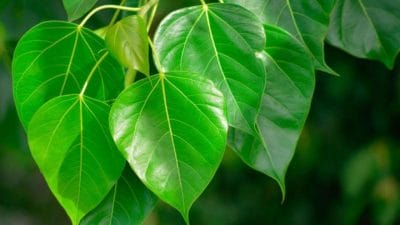 कर्ज की समस्या दूर कर देगा पीपल का पत्ता, मजबूत होगी आर्थिक स्थिति, करें ये उपाय