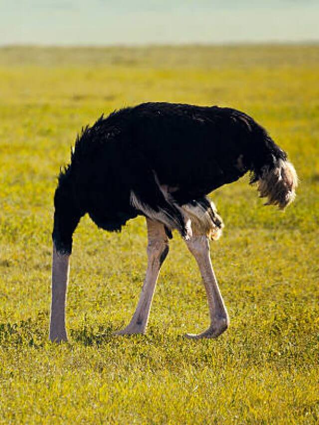 Scared ostrich burying head in land.