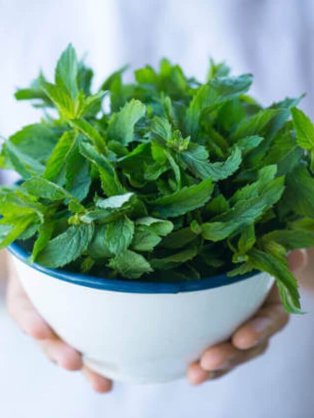 Holding Green Fresh Mint