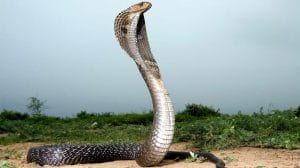 जूते में छिपकर बैठा था कोबरा, पहनते ही फन फैलाकर निकला बाहर, देखें वीडियो