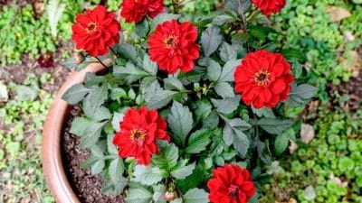 नहीं खिल रहे फूल? मिट्टी में तुरंत मिला दें ये चीजें, मोटे-मोटे फूलों से भर जाएगा गमला