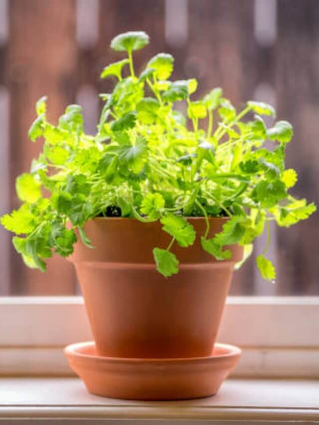 Variety of fresh herbs in terra cotta pots in a window sill. 2 shot pano