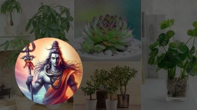 सावन में इन 4 पौधों को घर में लगाने से बरसेगा धन, मिलेगी शिव-लक्ष्मी की कृपा और कभी नहीं होगी पैसे की कमी