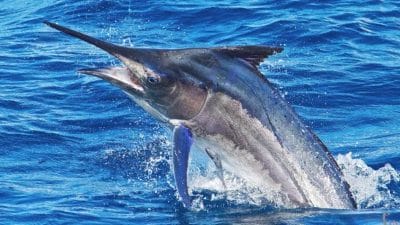 दुनिया की सबसे खतरनाक मछली, जिसकी रफ्तार है ट्रेन से तेज!