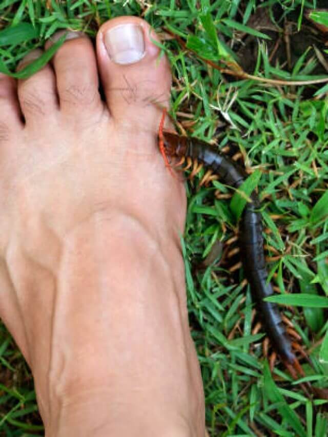 People were bitten by a centipede on their feet while walking in the garden