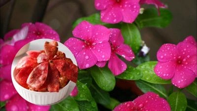 आम और अनार के छिलकों से बनाएं जबरदस्त नेचुरल खाद, मानसून में हर पौधे को मिलेगा सुपर बूस्ट