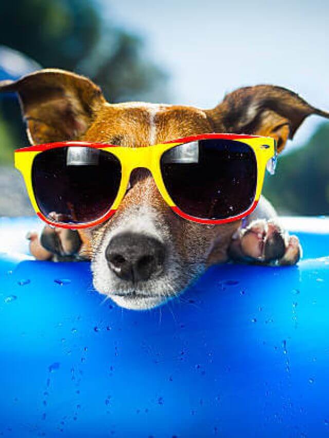 dog on blue air mattress in water refreshing