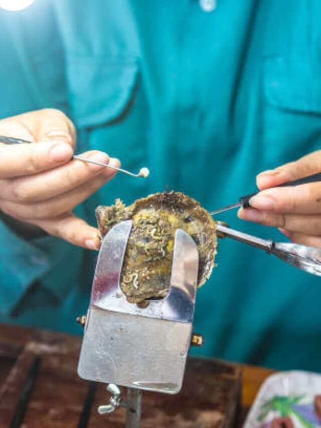 Pearl implantation at Pearl farm in Halong bay, Vietnam in a summer day