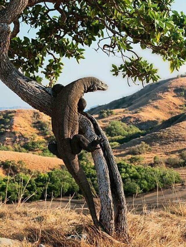 istockphoto-466266257-612x612