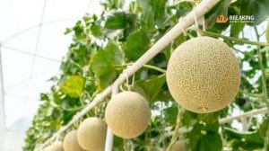 टेक्नोलॉजी ही नहीं इन चीज़ो के लिए भी फेमस है जापान, यहां जानिए कुछ ऐसी चीज़े जिनकी कीमत सुनकर आपके भी उड़ जाएंगे होश