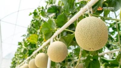 टेक्नोलॉजी ही नहीं इन चीज़ो के लिए भी फेमस है जापान, यहां जानिए कुछ ऐसी चीज़े जिनकी कीमत सुनकर आपके भी उड़ जाएंगे होश