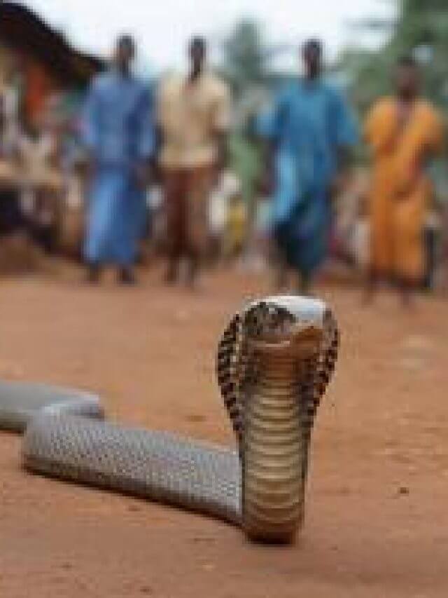 a-large-snake-slithers-down-a-dirt-road-with-villagers-visible-in-the-background-photo