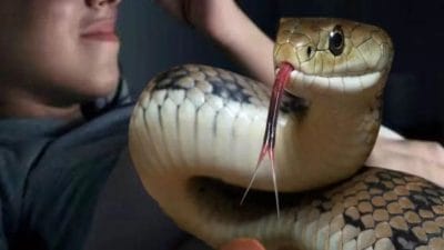 रक्षाबंधन की रात सांप के डसने से भाई की मौत, खुशियाँ पलभर में मातम में बदलीं