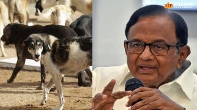 ‘सड़कें सुरक्षित होनी चाहिए’, पी चिदंबरम ने आवारा कुत्तों पर सुप्रीम कोर्ट के आदेश का किया समर्थन