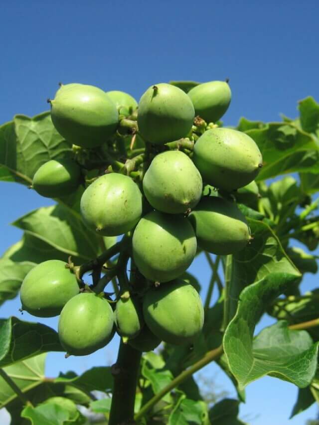 डीजल क्या सच में पेड़ पर उगता है हां ये रहा पेड़ इससे गाड़ी भी चलाओ और कमाई भी करो