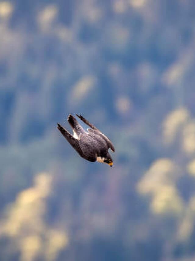 Peregrine falcon, Mount Maxwell, Salt Spring Island, BC Canada