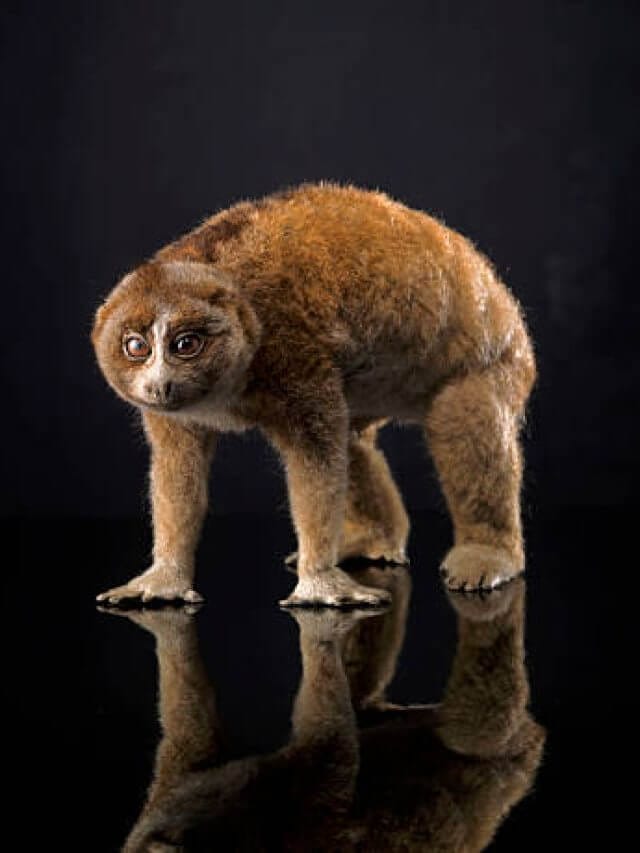 Taxidermy Loris